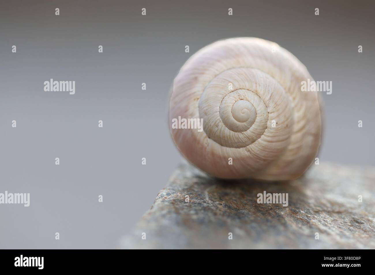 Snail Shell Spiral Close Up Resting on Stone Ledge Stock Photo