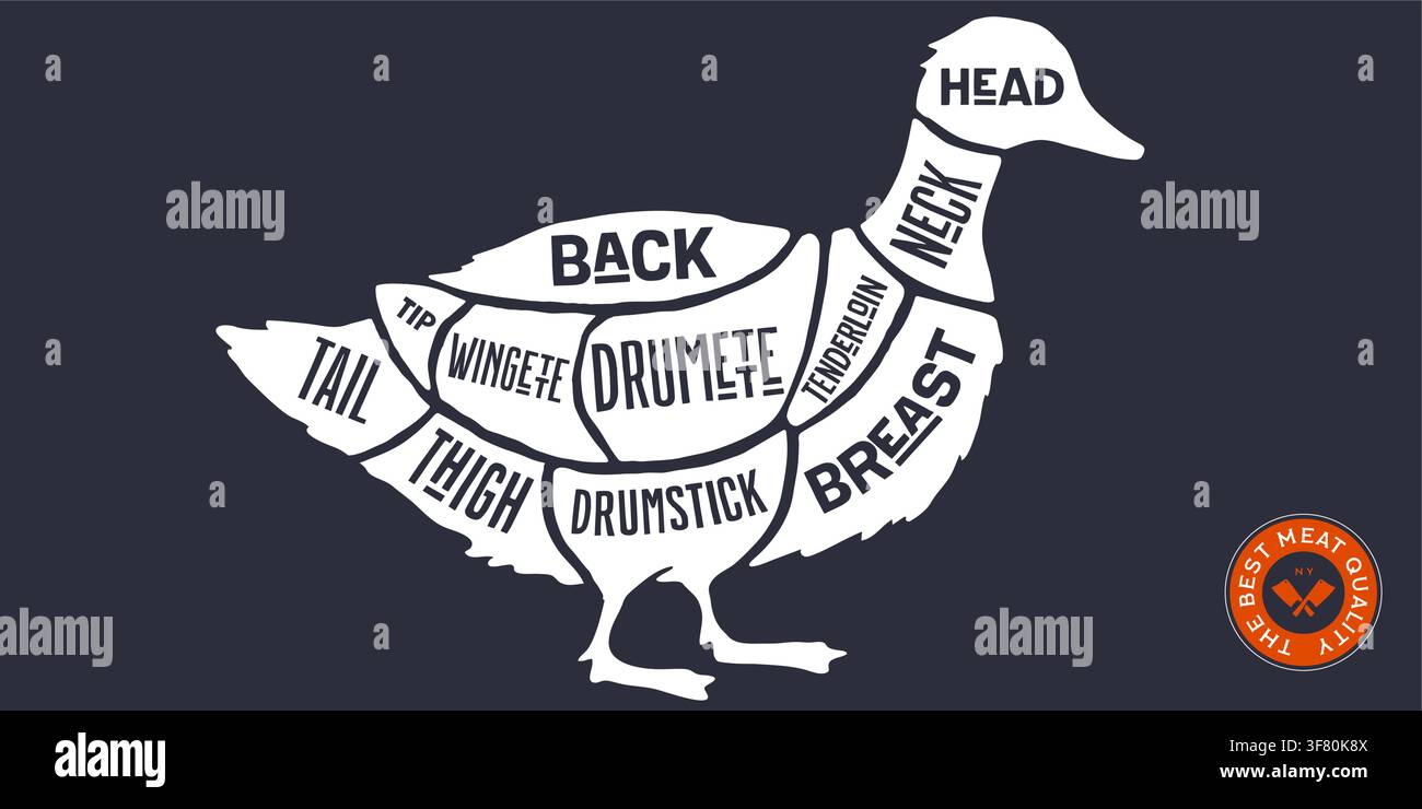 Duck, poultry, hand-drawn butcher cuts Stock Vector