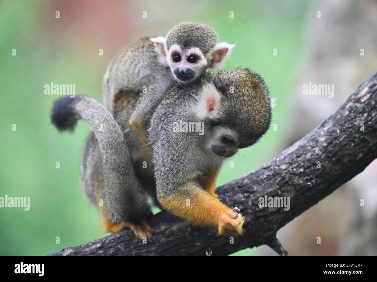 The Zlin Zoo introduced the two-month-old offspring of Squirrel Monkeys ...