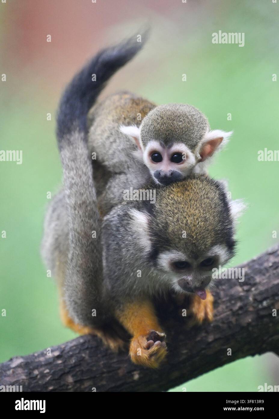 The Zlin Zoo introduced the two-month-old offspring of Squirrel Monkeys ...
