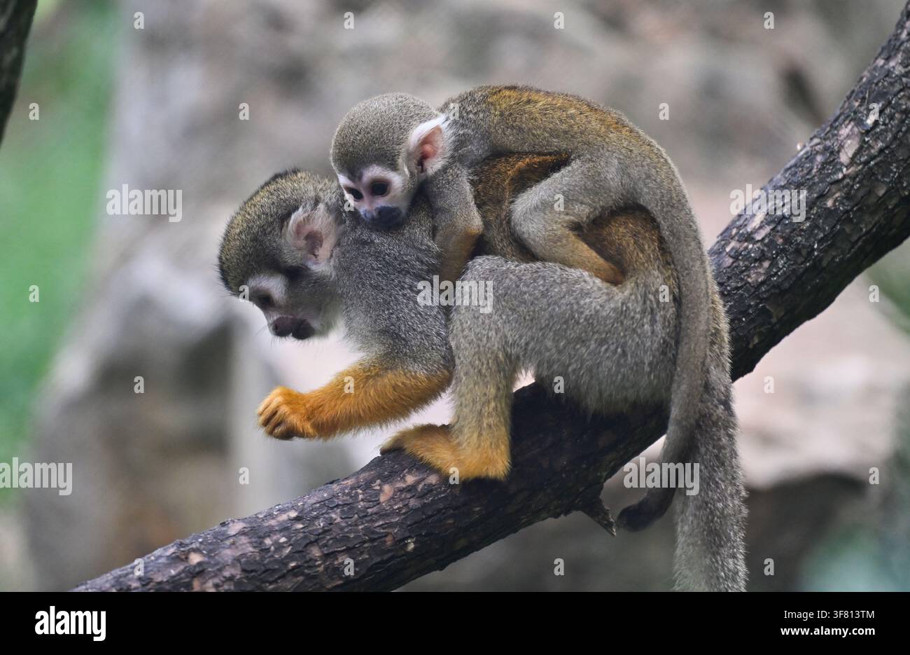 The Zlin Zoo introduced the two-month-old offspring of Squirrel Monkeys ...