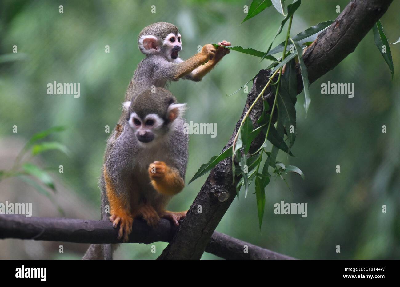 The Zlin Zoo introduced the two-month-old offspring of Squirrel Monkeys ...