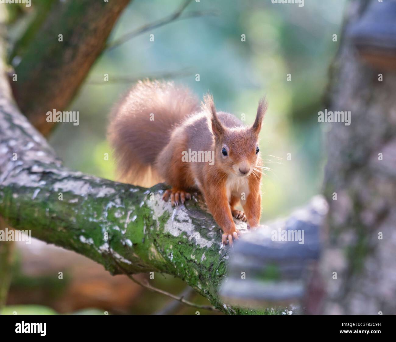 Red squirrel Sciurus vulgaris, facing camera, resting on tree branch. October. Stock Photo