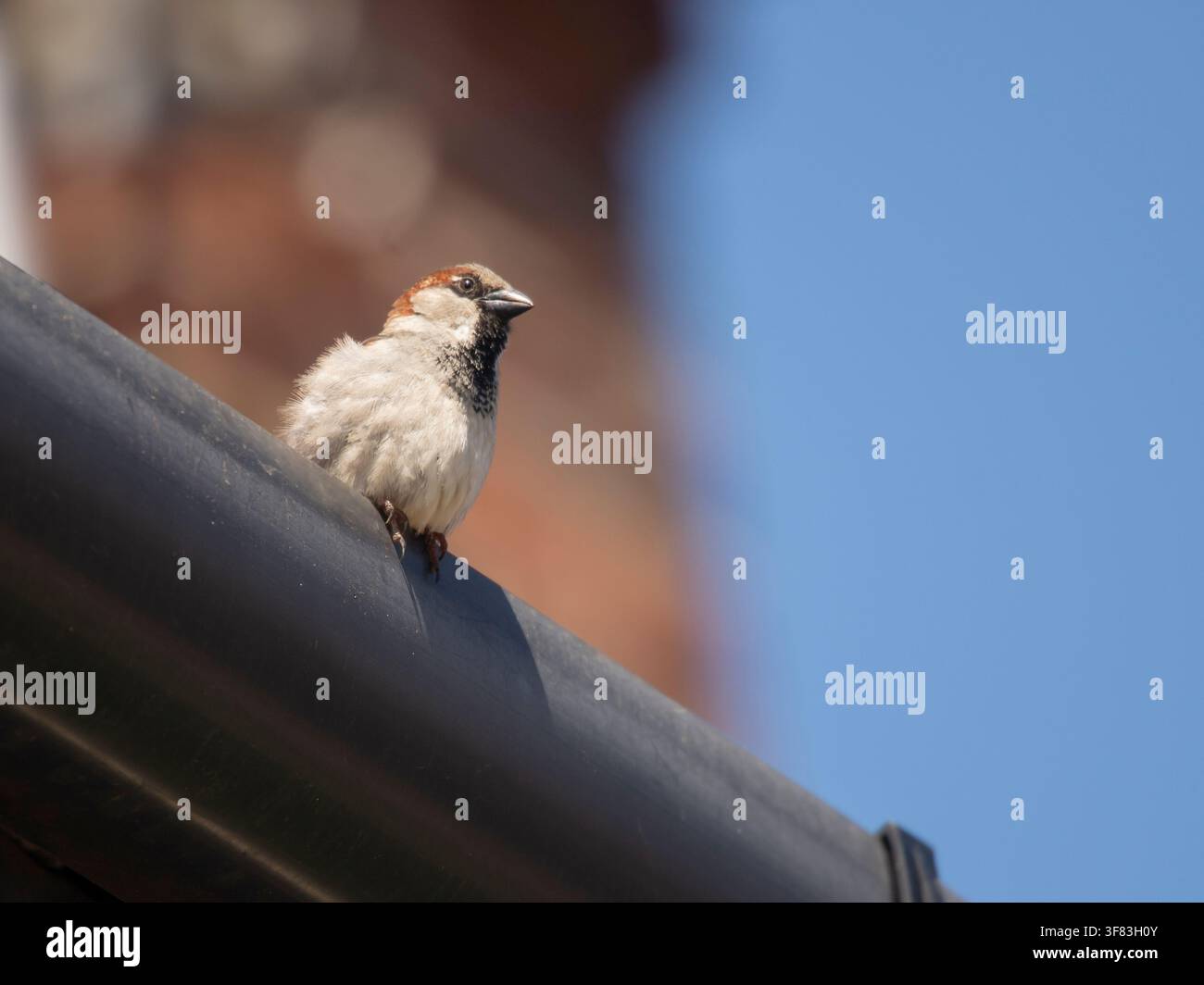 House sparrow Passer domesticus, male perched on house roof gutter. May. Stock Photo