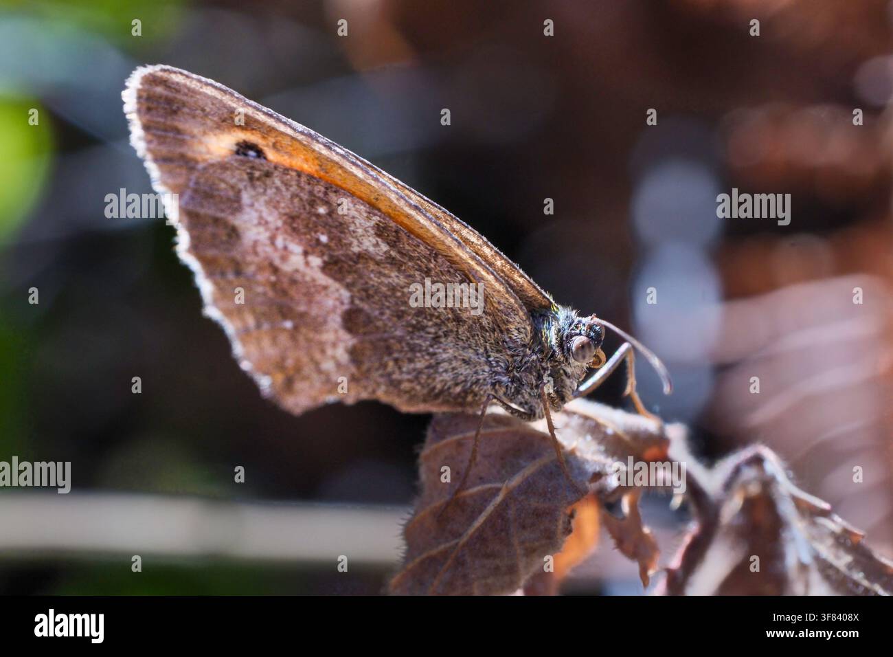 Gatekeeper butterfly (Pyronia tithonus), UK Stock Photo