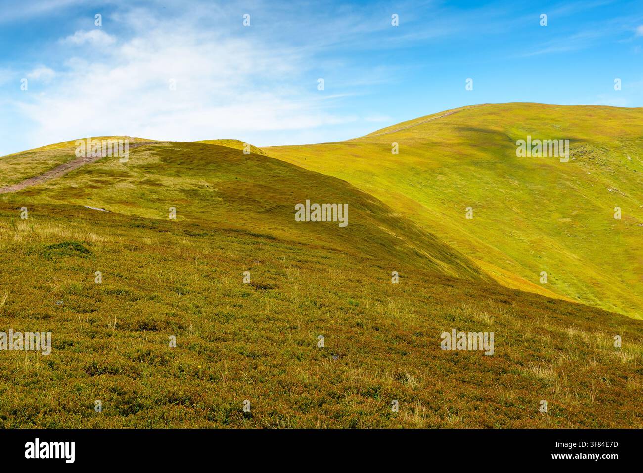 blueberries meadow in mountain landscape of ukraine. lush grass of the borzhava ridge. beautiful view of carpathian scenery Stock Photo