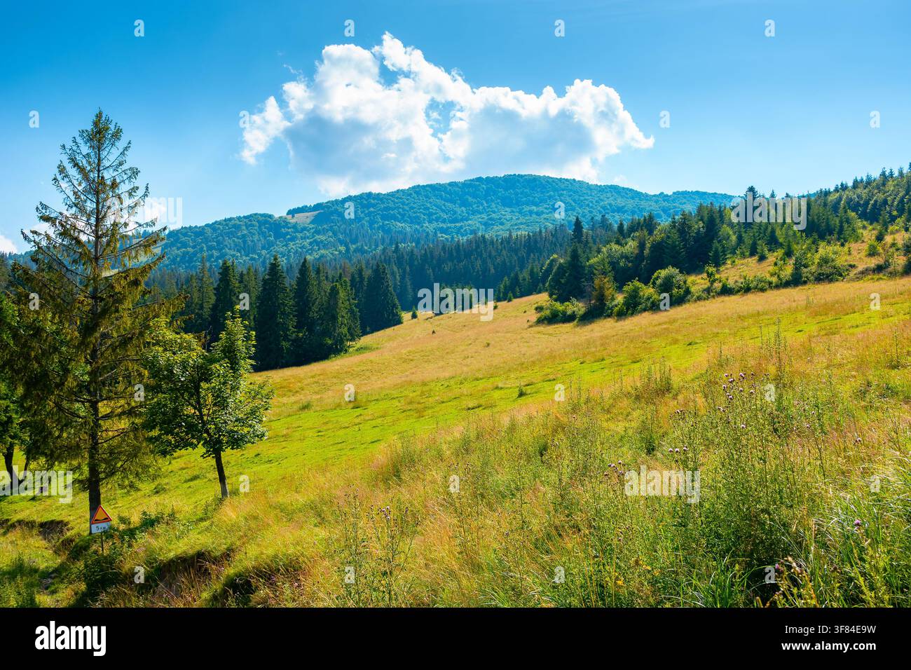 countryside mountain landscape in summer. view of Borzhava mountain ridge behind the green pasture. field near coniferous forest on a sunny day Stock Photo