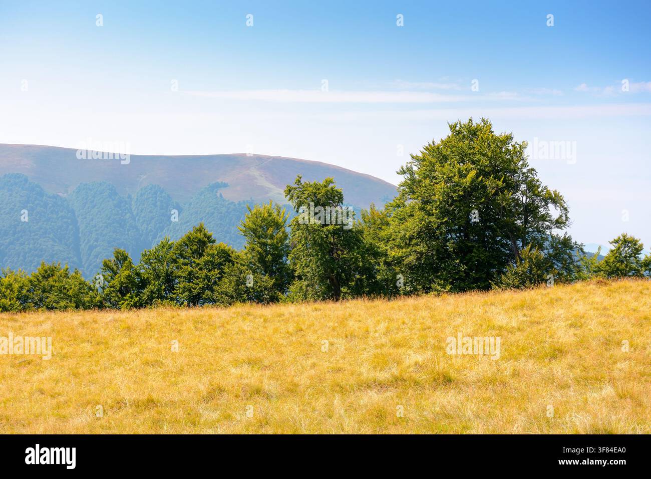 mountain landscape of ukraine. alpine grassy meadow and deciduous forest on the hill. late summer nature background for carpathian adventures Stock Photo