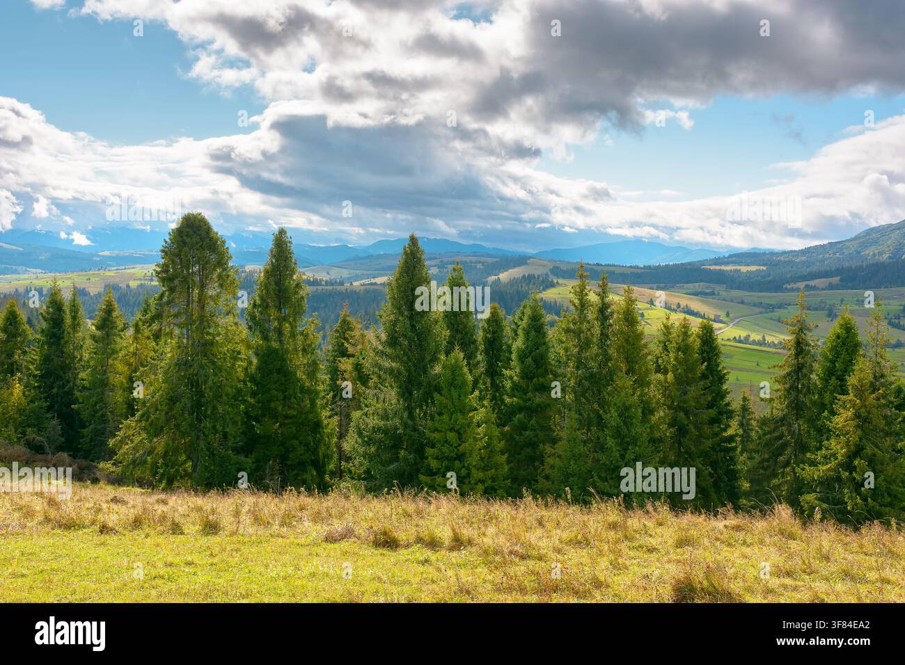 mountain landscape of ukraine with spruce forest. rural valley of podobovets in the distance. cloudy sky. serotinal background for carpathian countrys Stock Photo