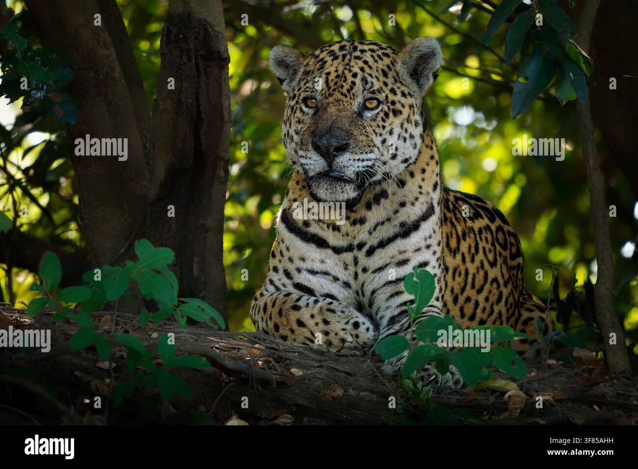Jaguar, American jaguar (Panthera onca) resting on fallen log, alert amber eyes, wearing GPS tracking collar for conservation research, Pantanal rainf Stock Photo