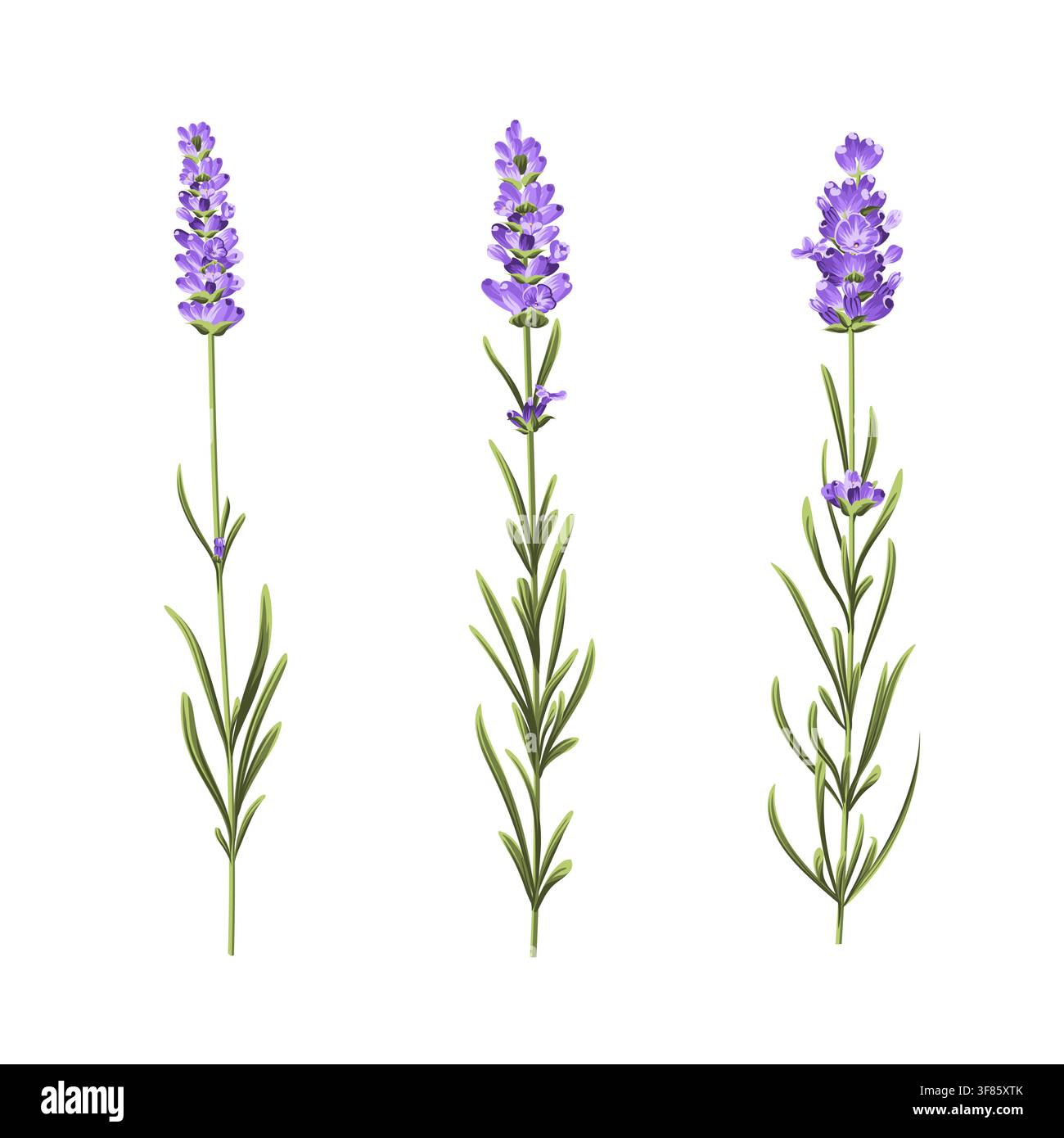 Set of three hand drawn lavender Stock Vector