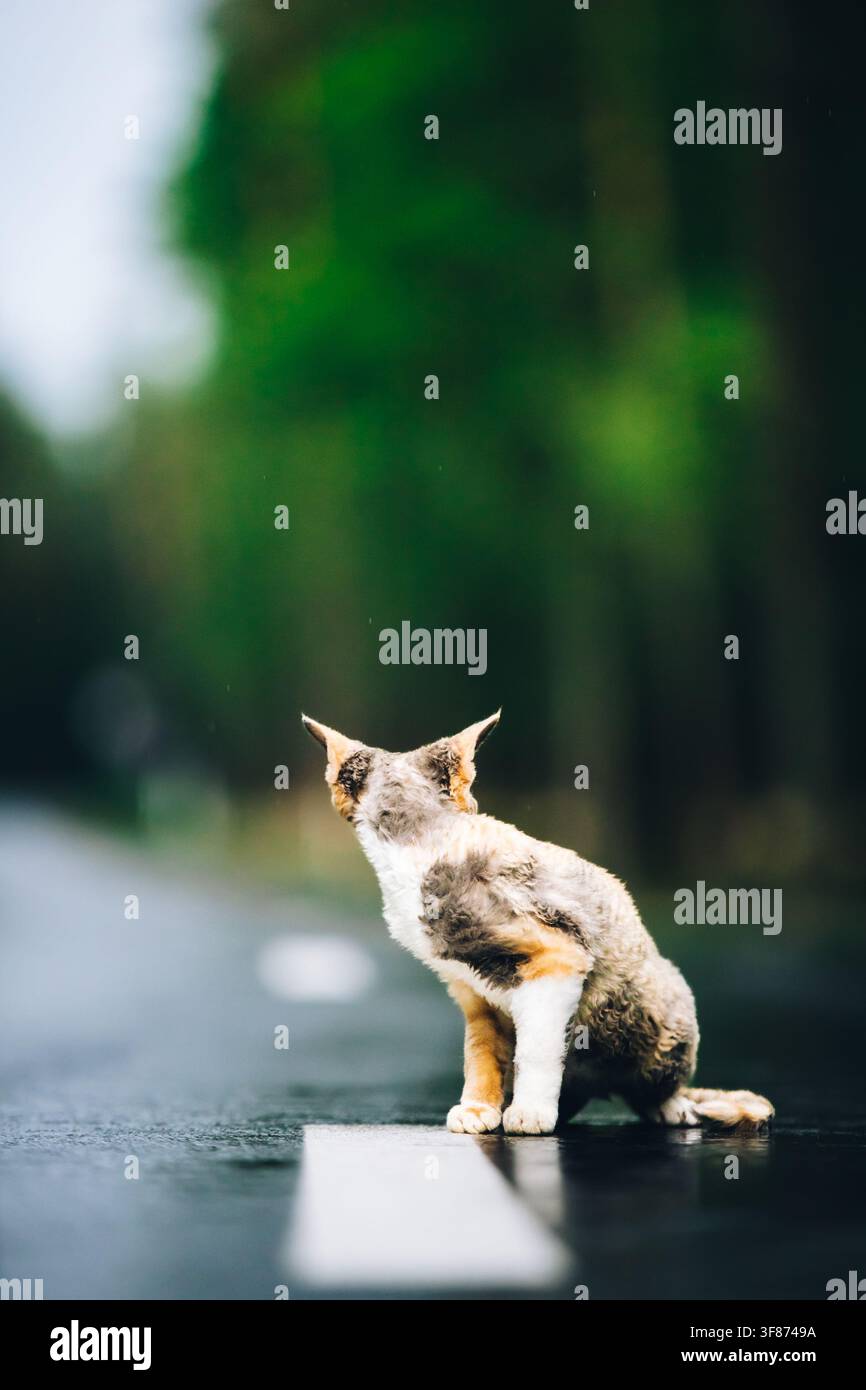 Amazing Playful Devon Rex Cat With White-red Spotted Fur Color Sit On Road. Curious Funny Cute Beautiful Devon Rex Cat Looking Back. Happy Pets Stock Photo
