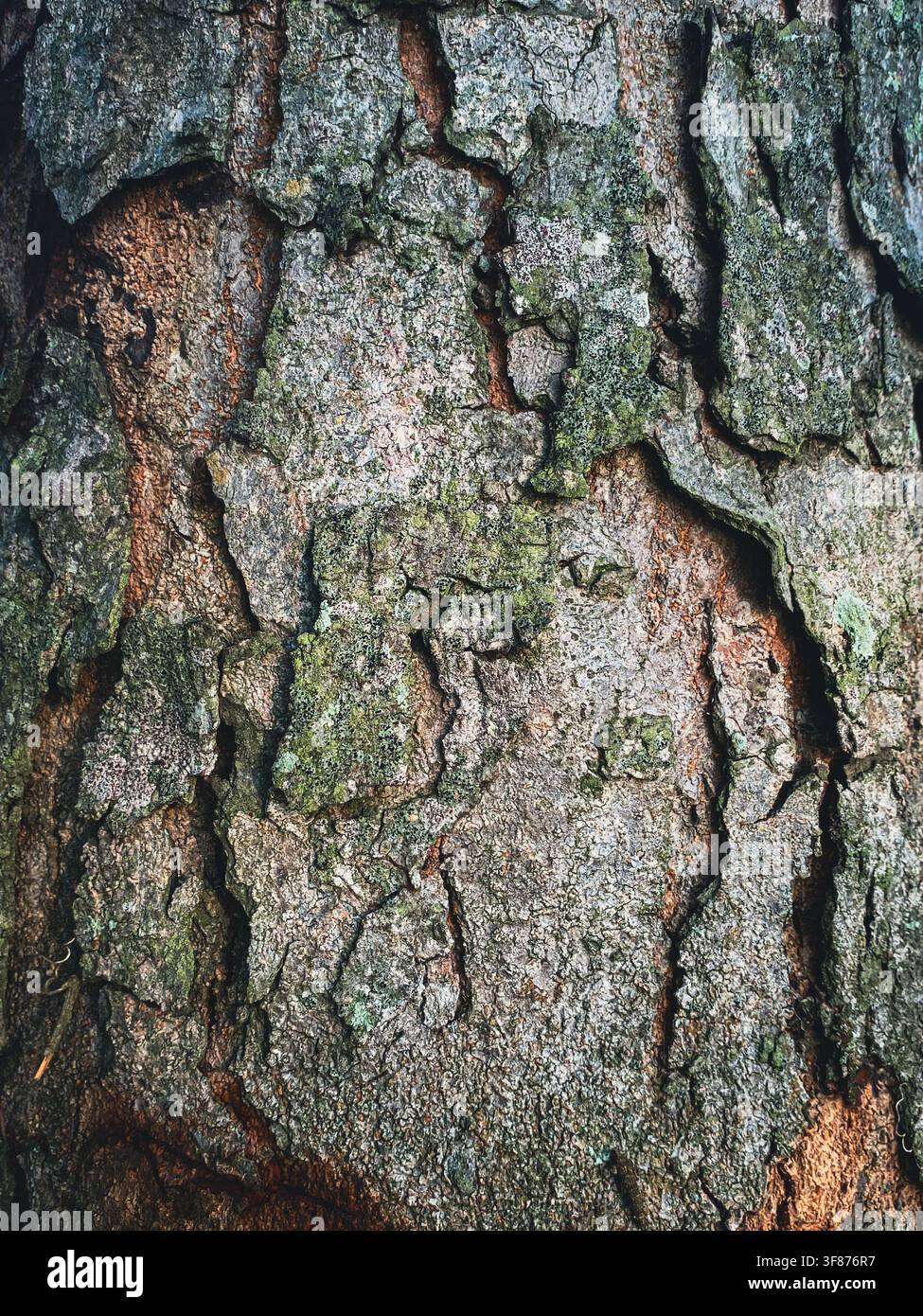 Rough tree bark texture with green moss for nature background design Stock Photo