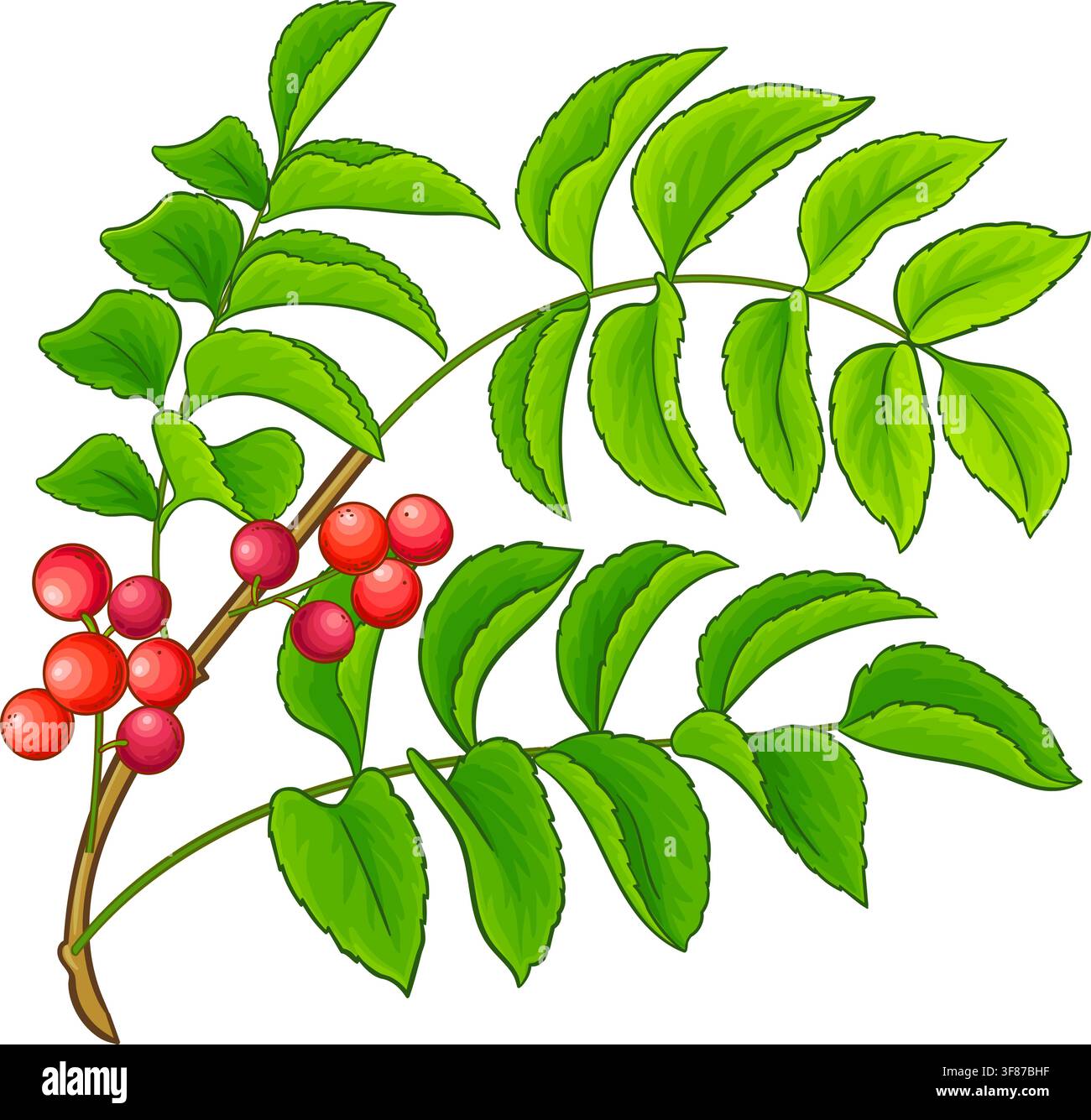 Chilean Hazelnut Colored Detailed Illustration. Stock Vector