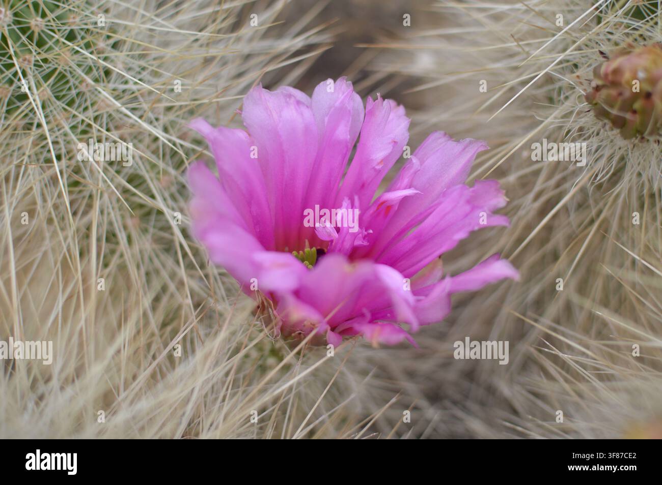 Flowers on Engelmann's Hedgehog Cactus Stock Photo