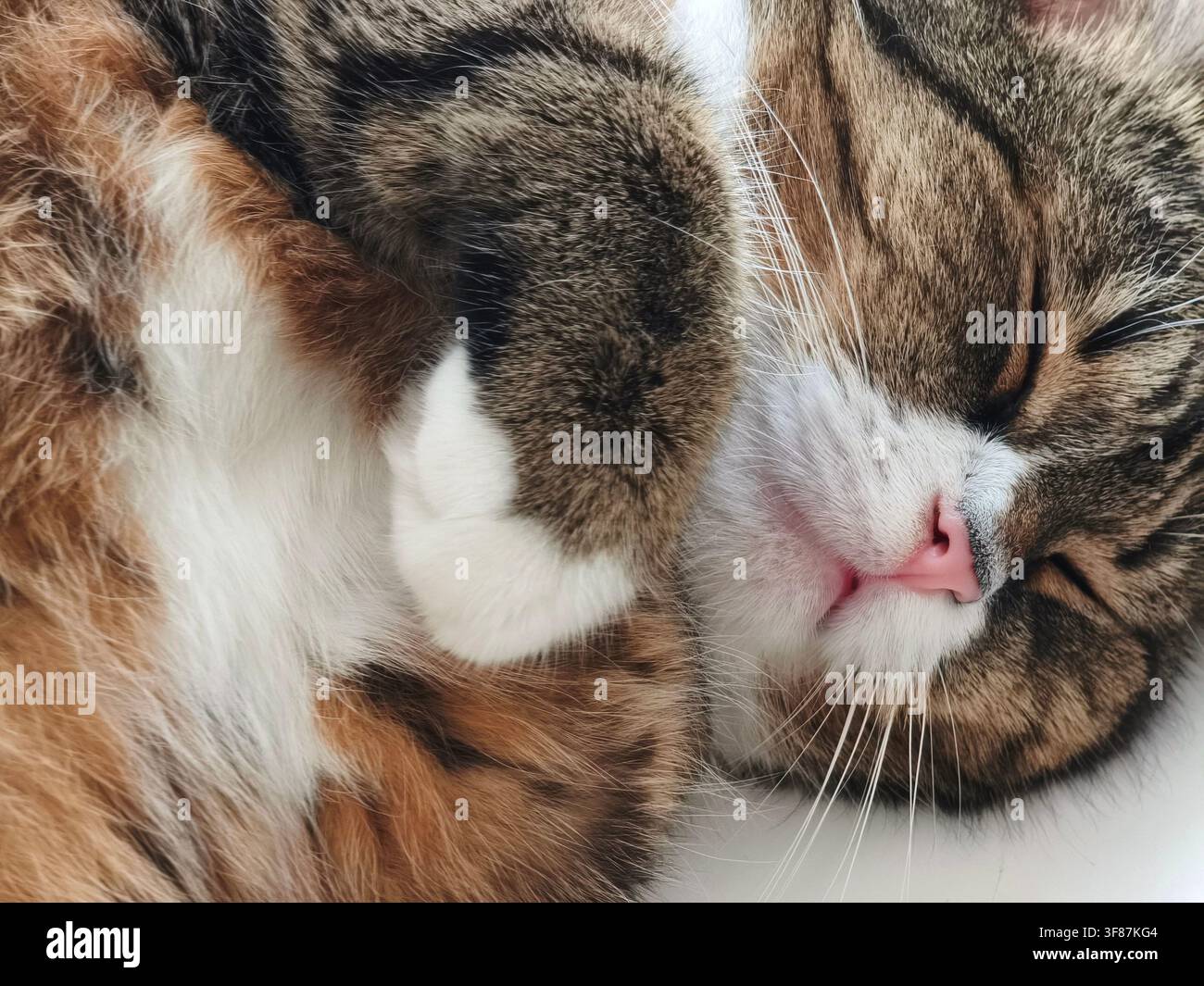 Sleeping domestic calico cat with pink nose and white paws curled up during a nap - Smartphone Captured Stock Image