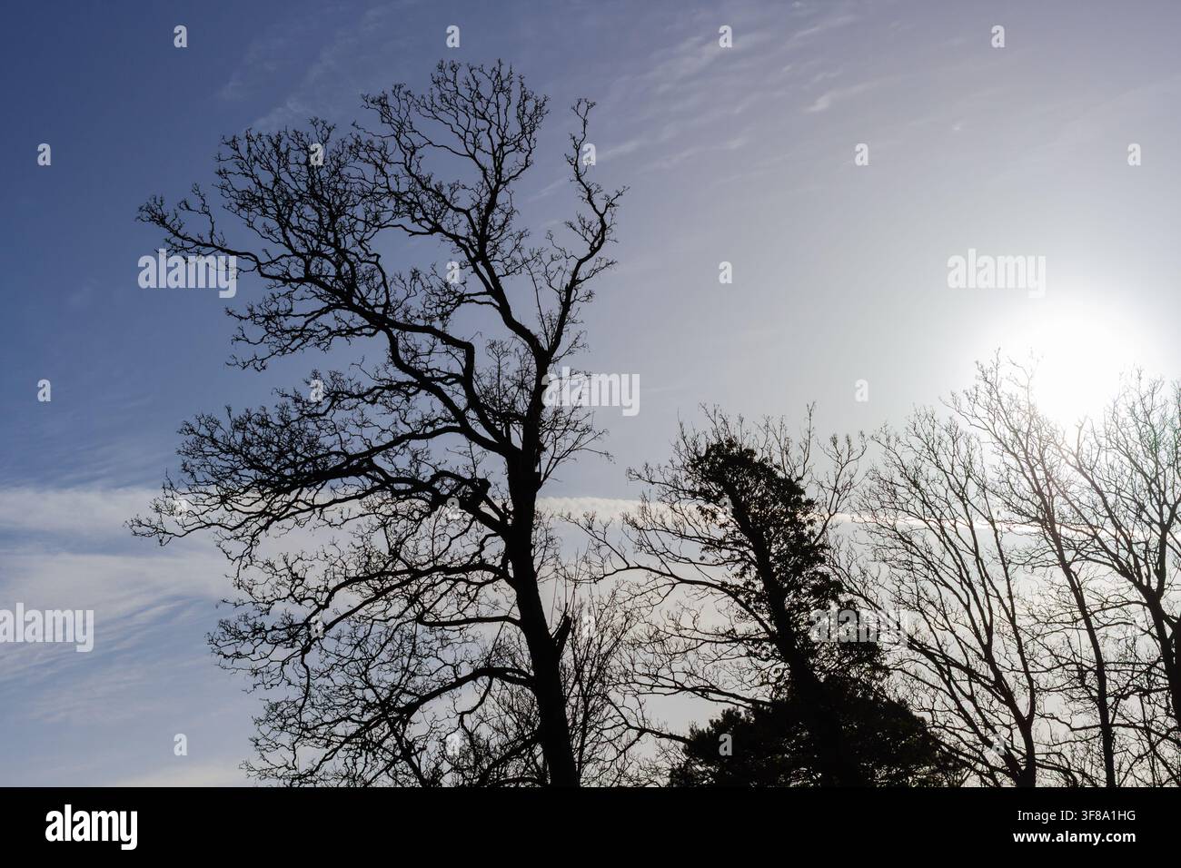 Winter trees in silhouette Stock Photo