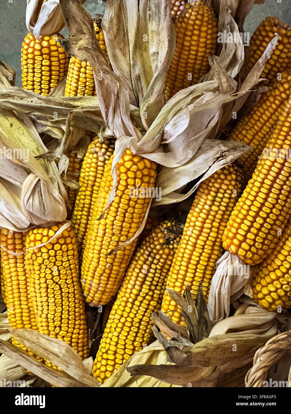 Freshly harvested dried corn cobs with husks arranged in a rustic autumn harvest display Stock Photo