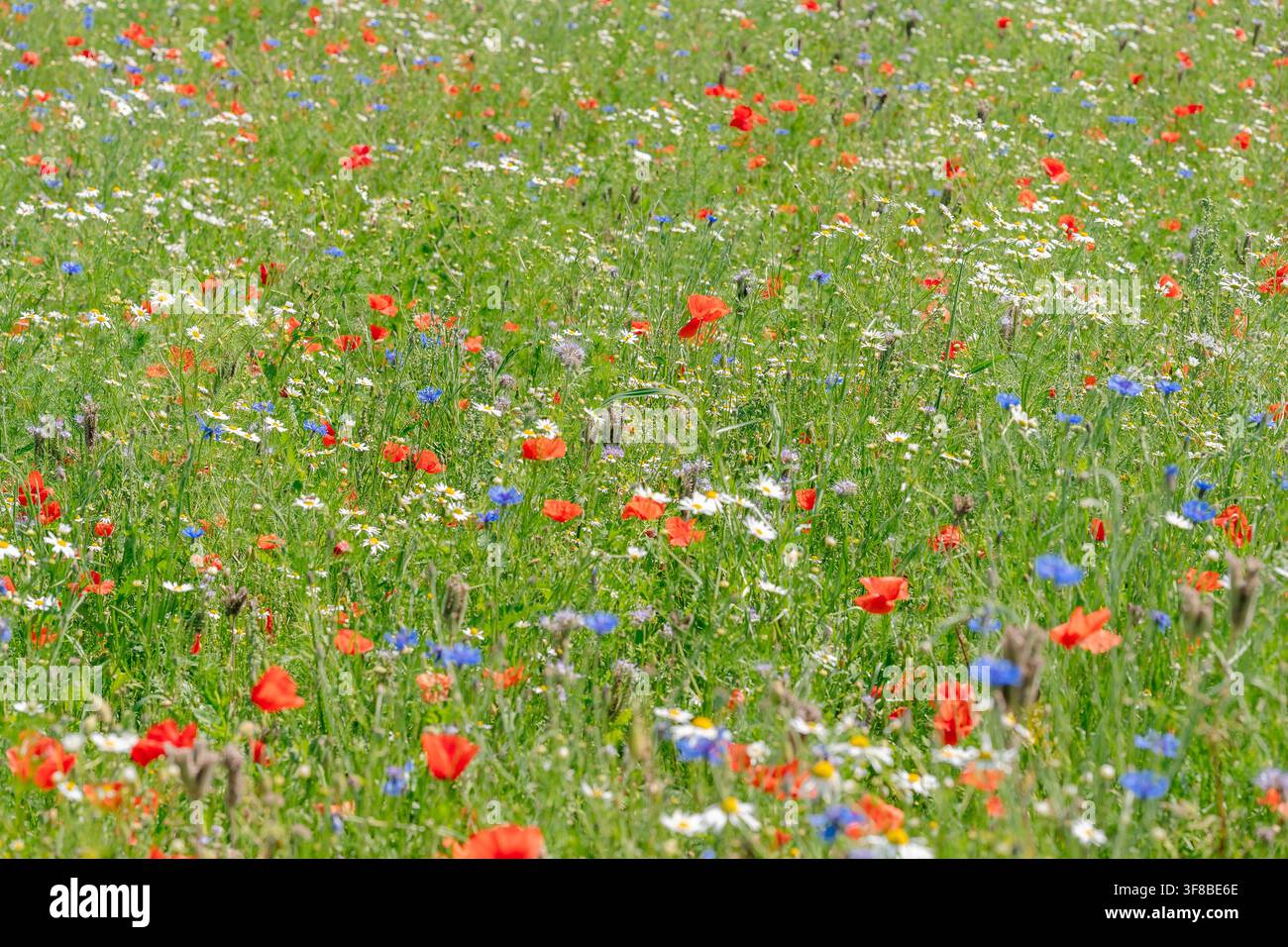 Wildflower meadow with colorful meadow flowers hi-res stock