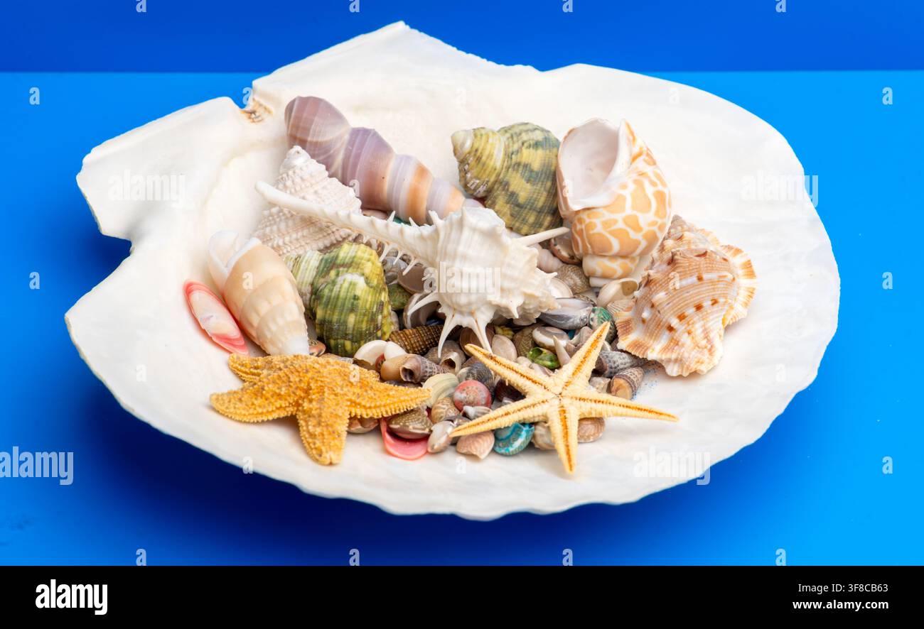 Shell bowl marine scene. Tropical beach shell background. Minimal isolated shell composition. Decorative texture shell concept. Stock Photo