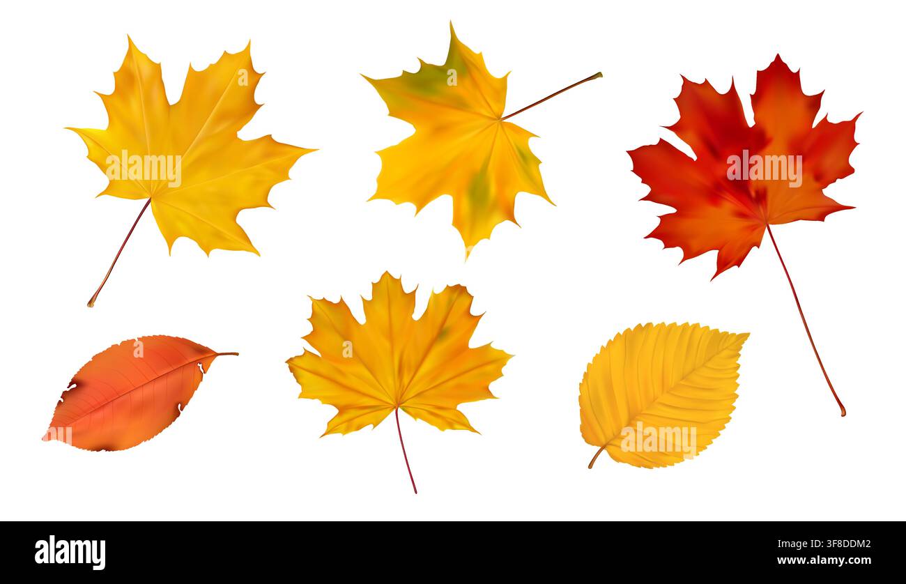 Realistic Autumn Leaves Collection Stock Vector