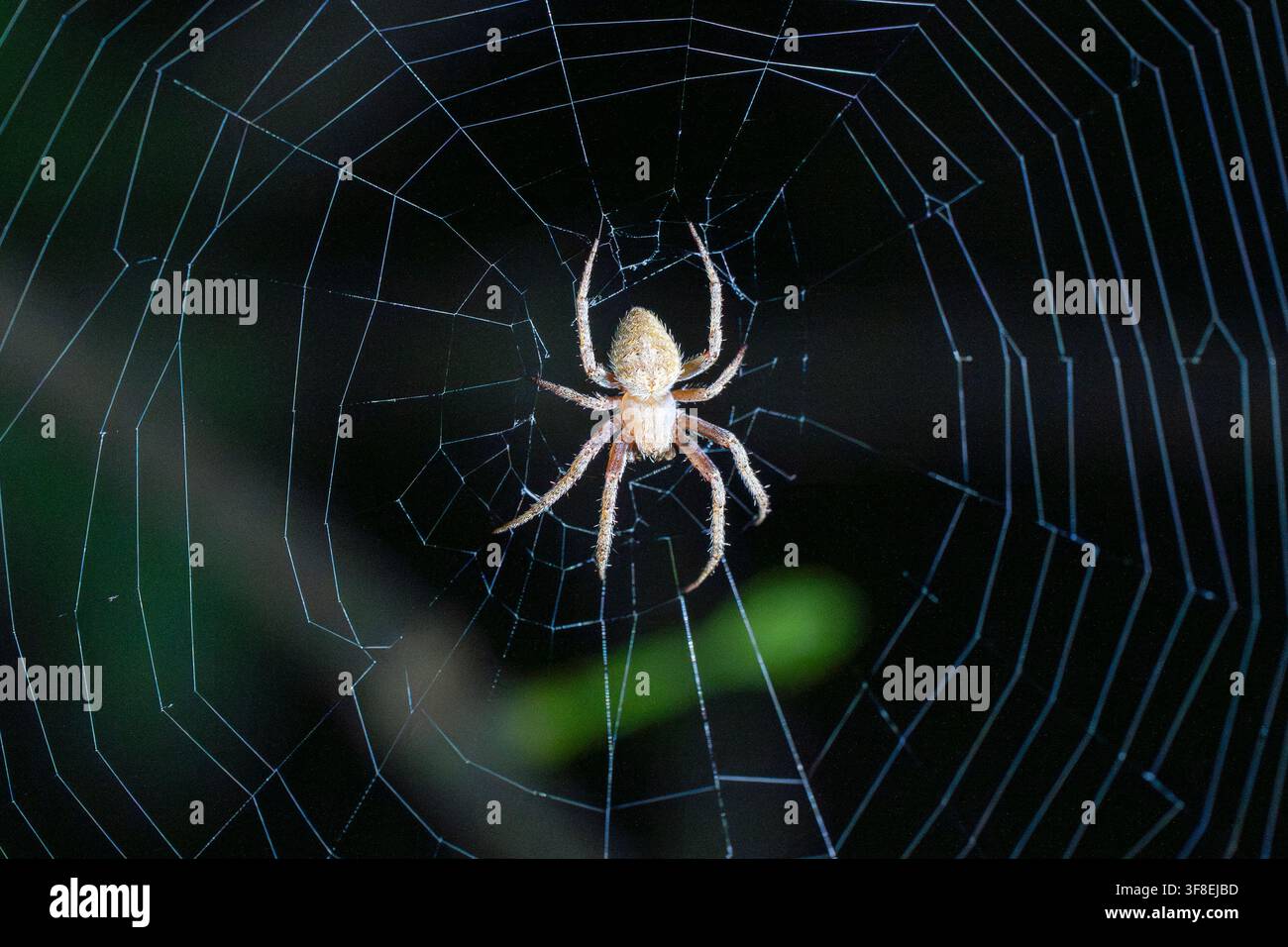 Spider rests on intricate, glowing web against dark background. Silky threads radiate from central hub of delicate structure. Spider's legs splayed, b Stock Photo