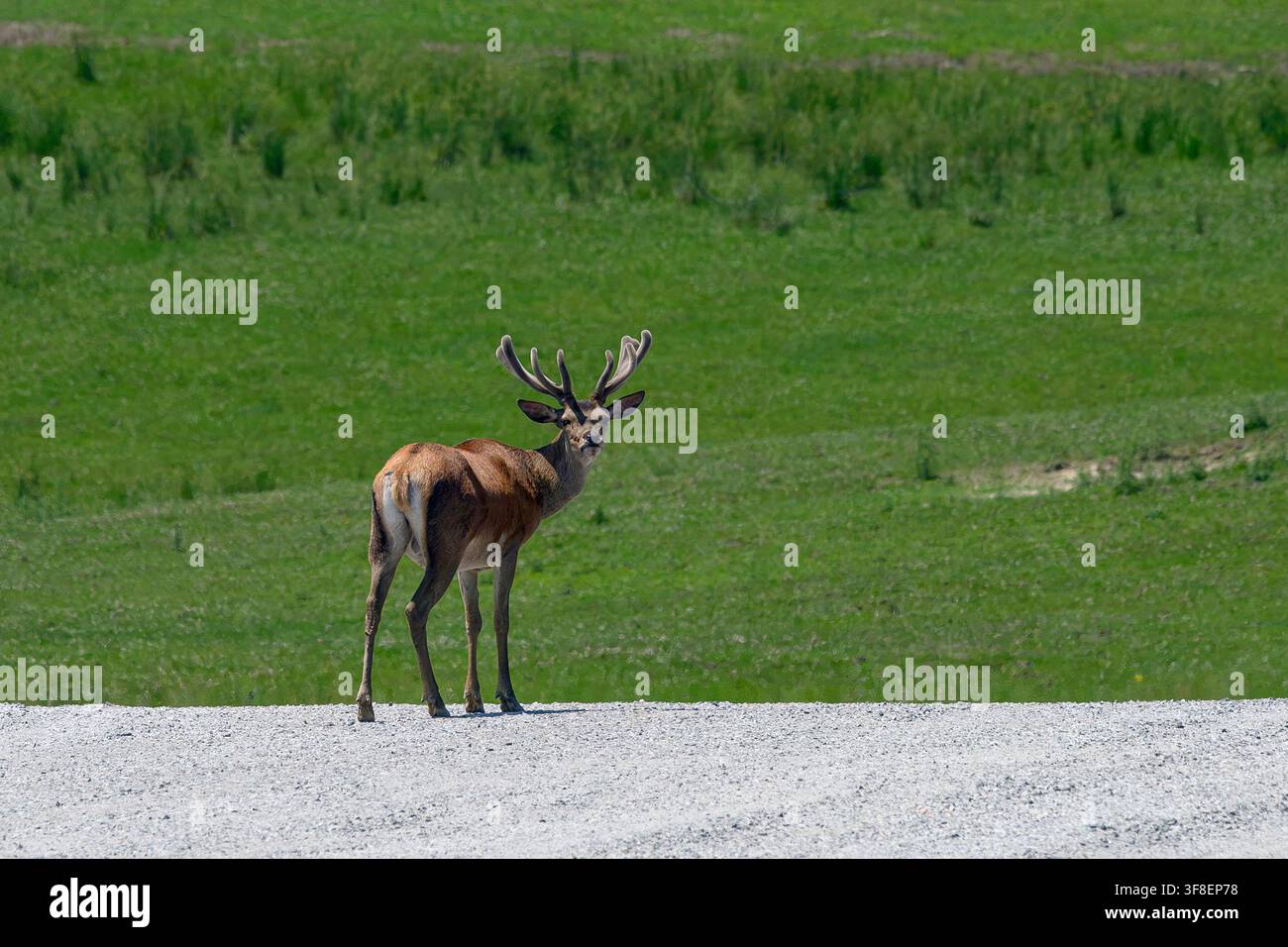 Red deer - Cervus elaphus Stock Photo