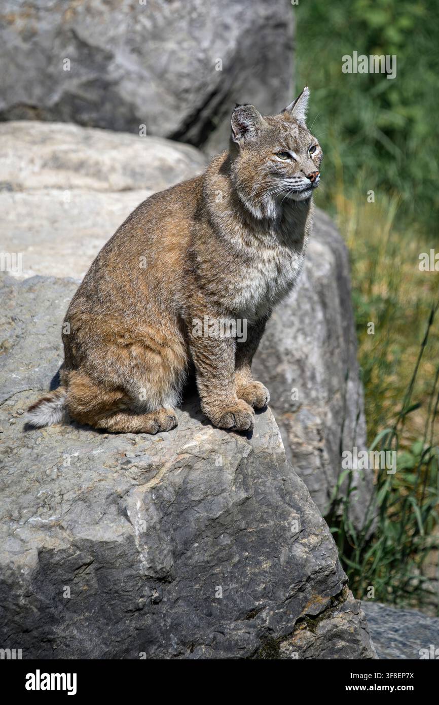 Bobcat - Lynx rufus Stock Photo
