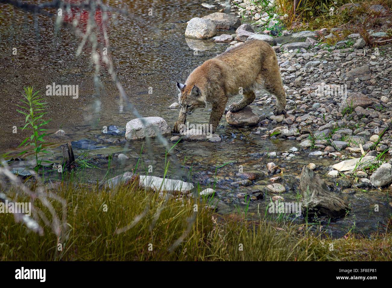 Bobcat - Lynx rufus Stock Photo
