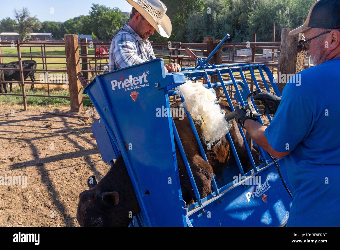 Cattlemen branding a calf with an electric branding iron on a ranch in Utah. Stock Photo