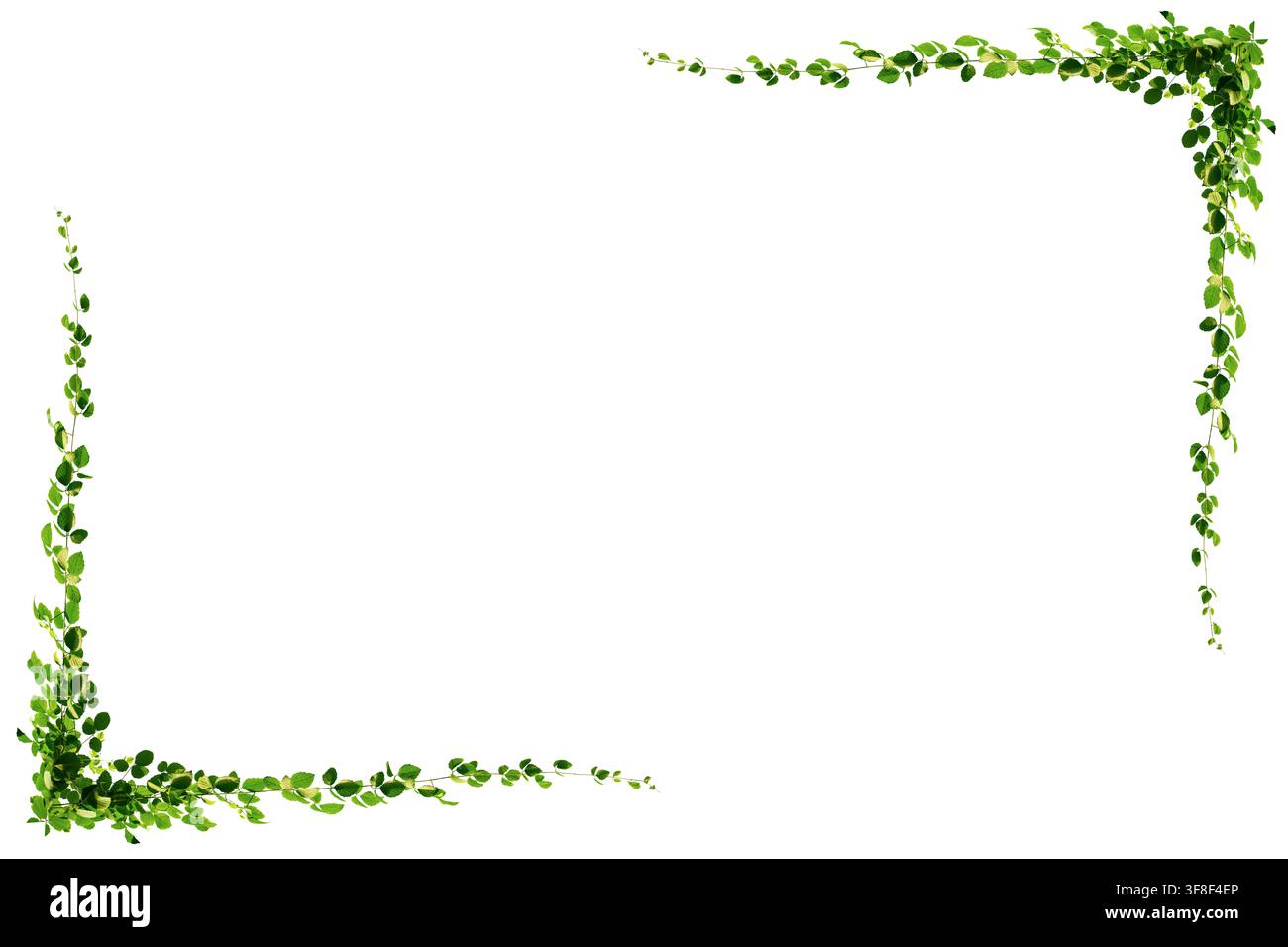 Green Leaf Vine Frame Border Isolated On White Background Nature Botanical Design Element Stock Photo