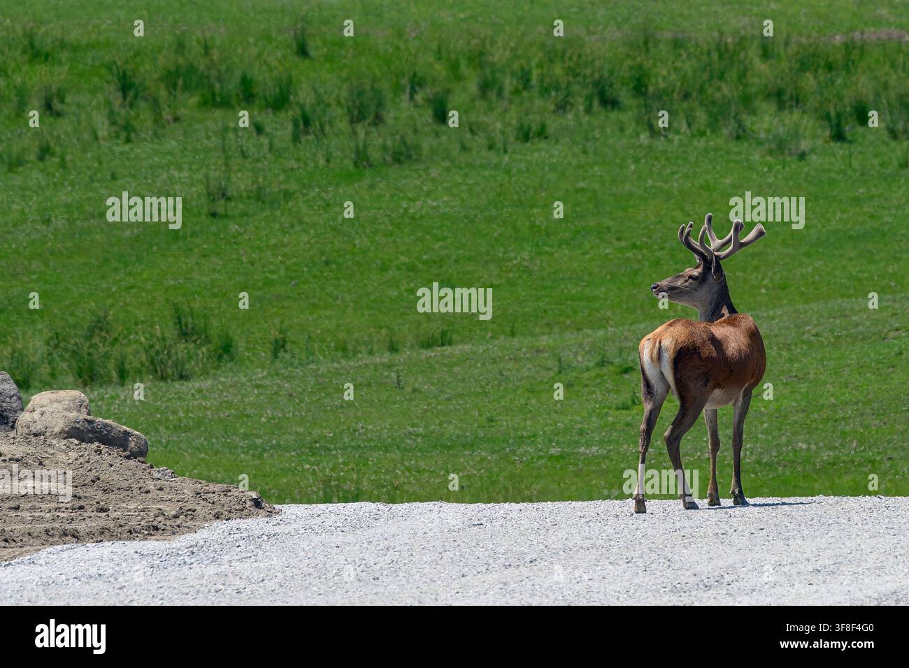 Red deer - Cervus elaphus Stock Photo