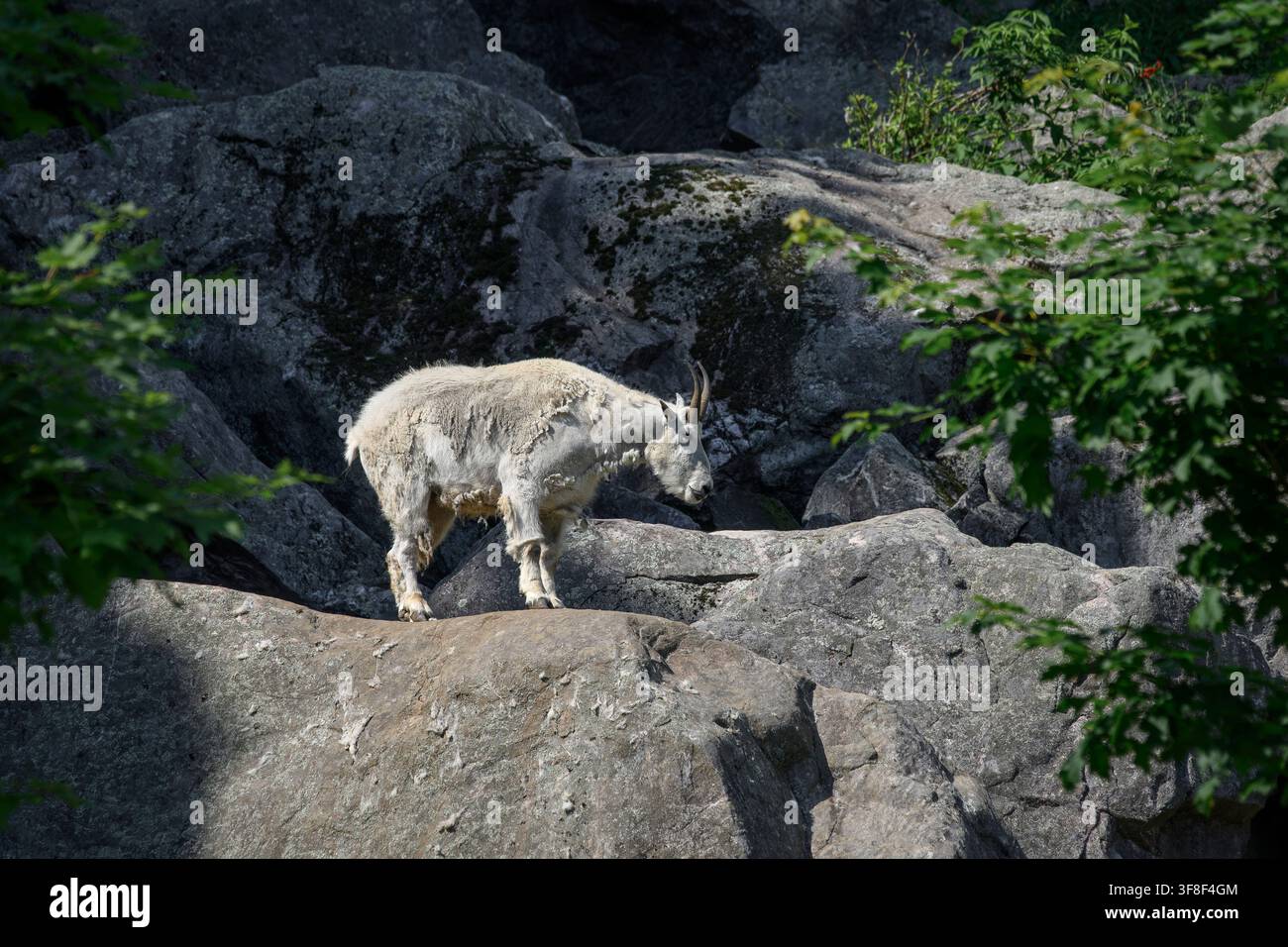 Rocky mountain goat - Oreamnos americanus Stock Photo
