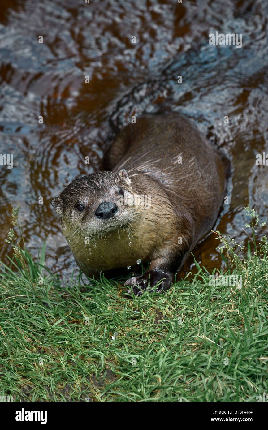 River otter - Lontra canadensis Stock Photo