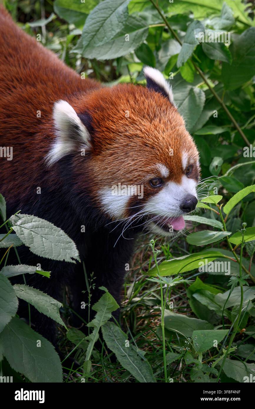Red panda - Ailurus fulgens Stock Photo