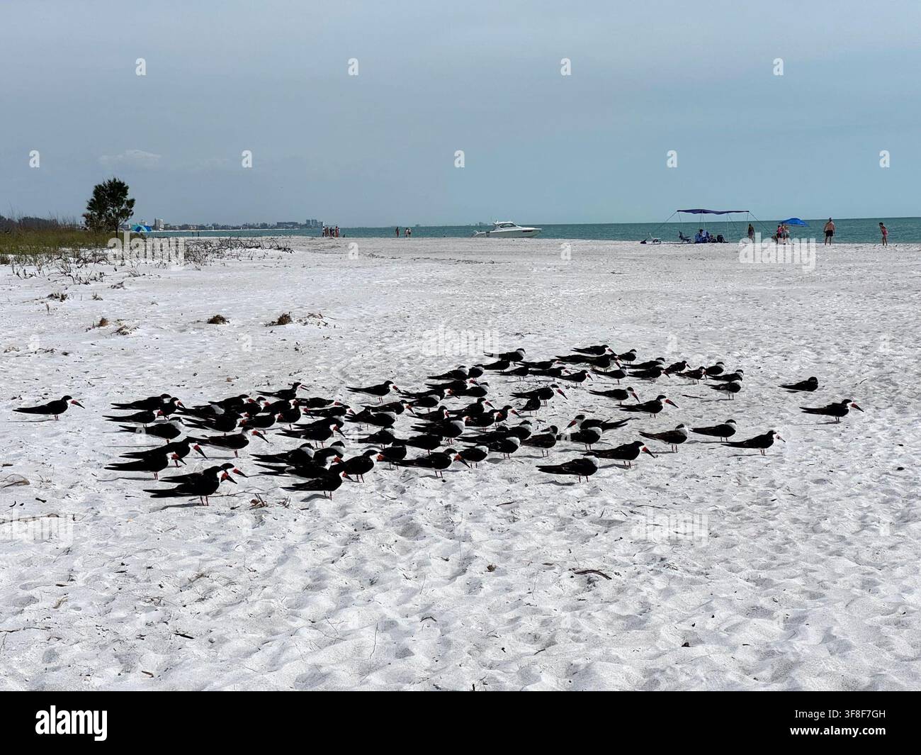 Flock of Skimmers on Beach - Smartphone Captured Stock Image