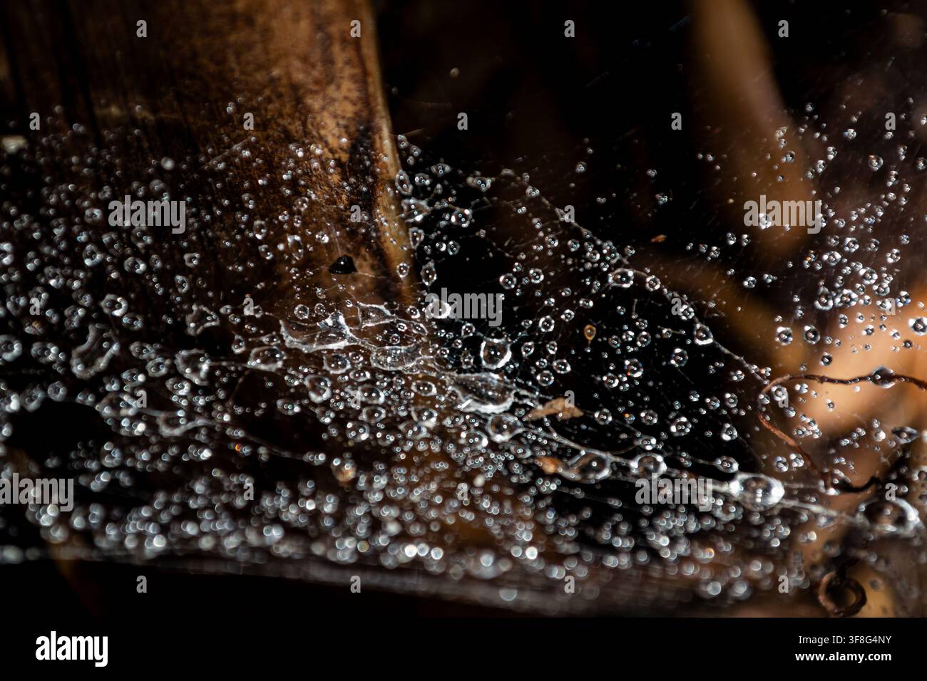 Water Droplets Sparkling on a Spider Web Stock Photo