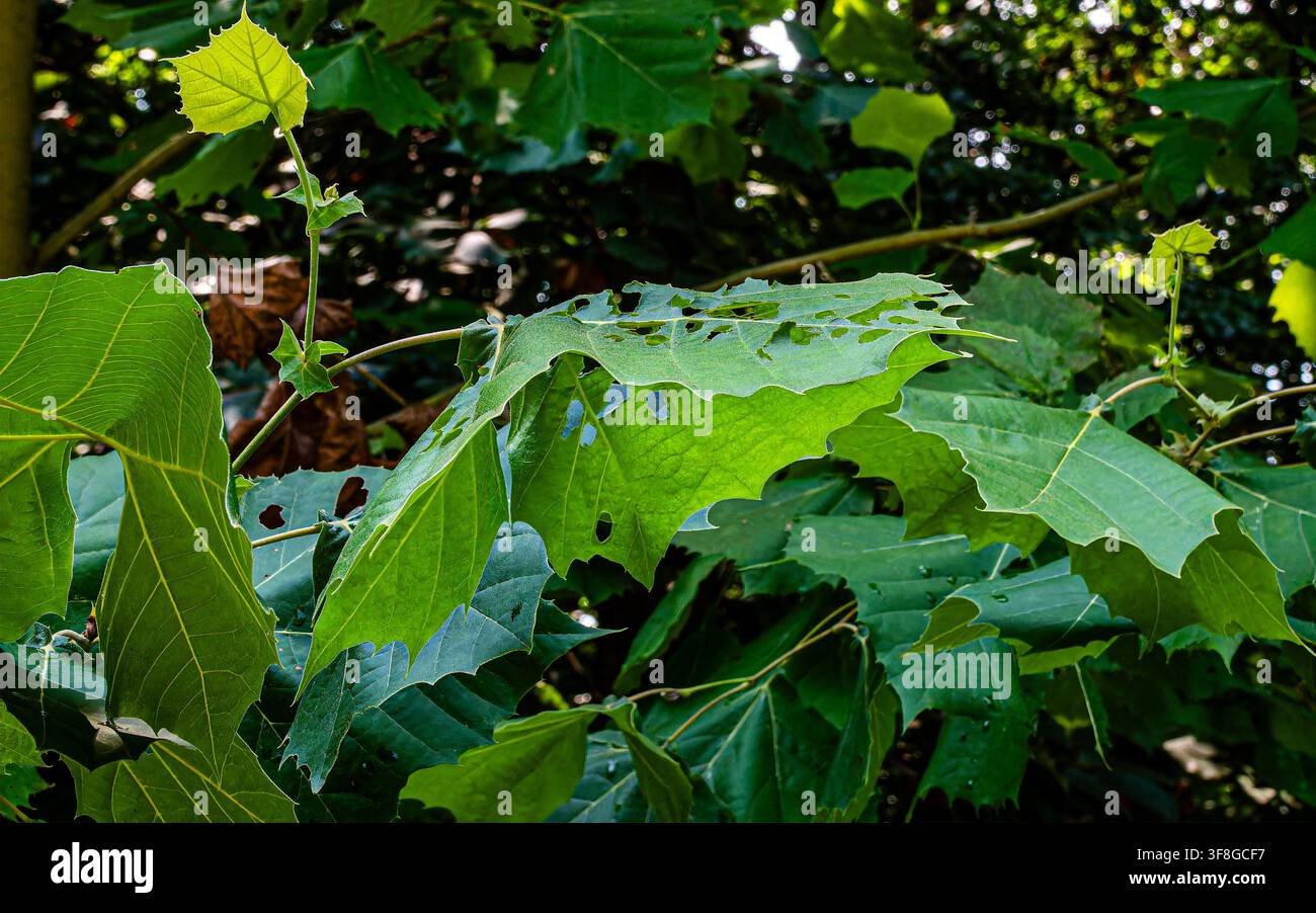 Lobed green tree leaves, heavily tattered and chewed with irregular holes and skeletonized patches Stock Photo
