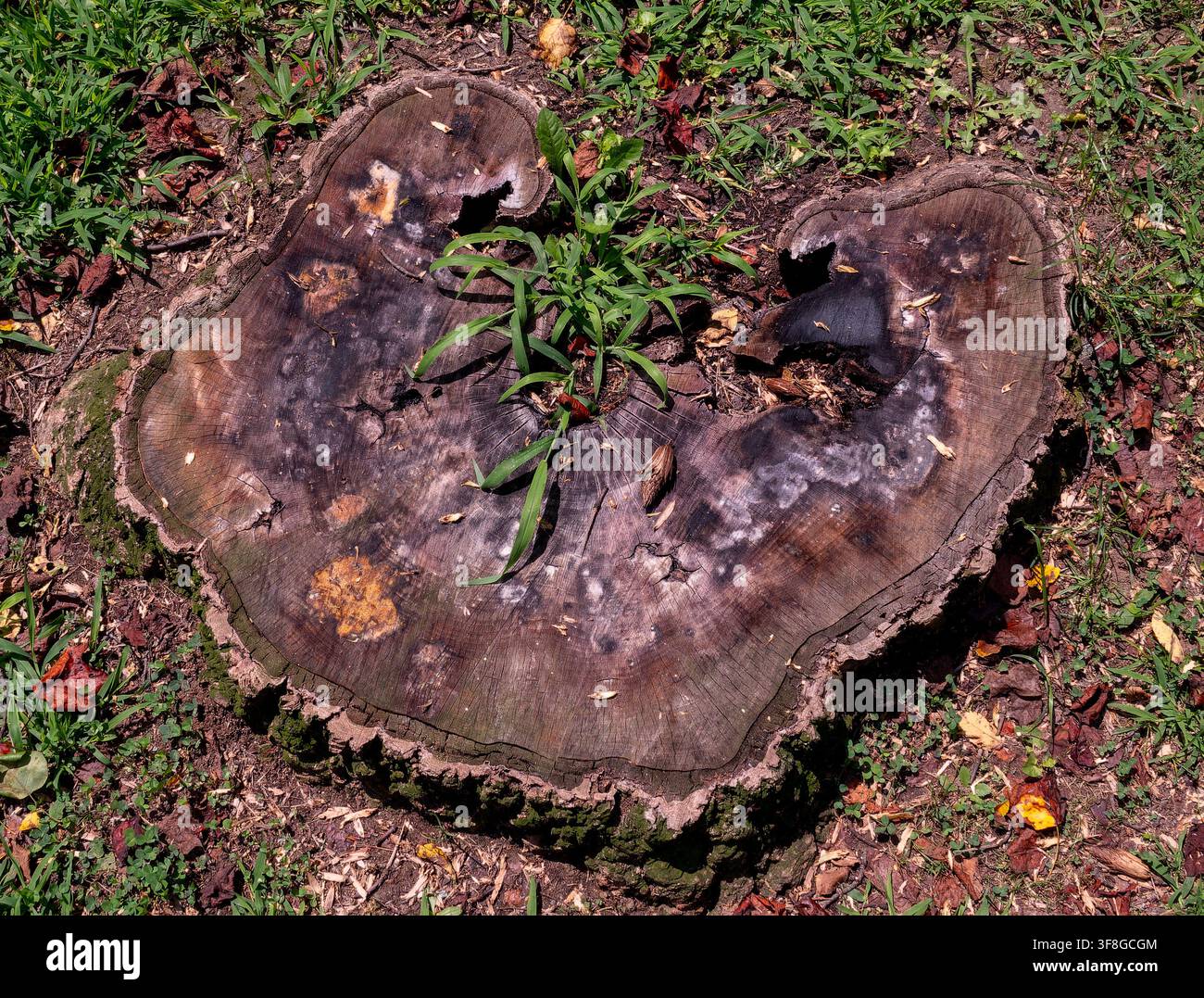 A weathered, decaying tree stump flush with the lawn Stock Photo
