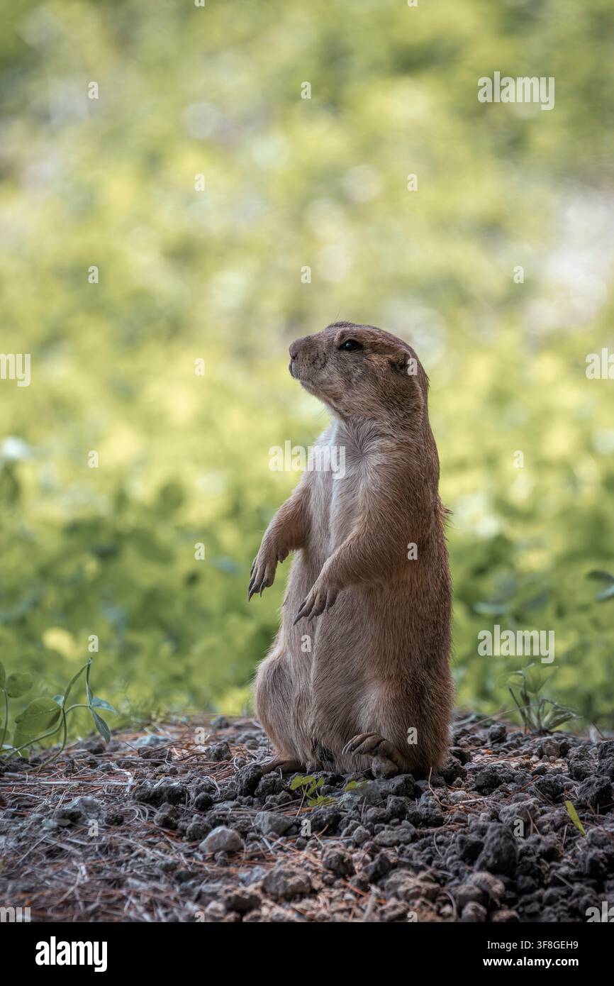 Black-tailed prairie dog - Cynomys ludovicianus Stock Photo