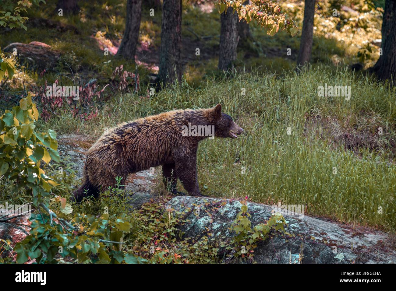 American black bear - Ursus americanus Stock Photo