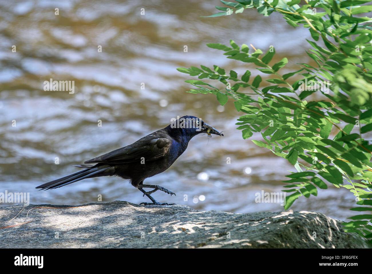 Common grackle - Quiscalus quiscula Stock Photo