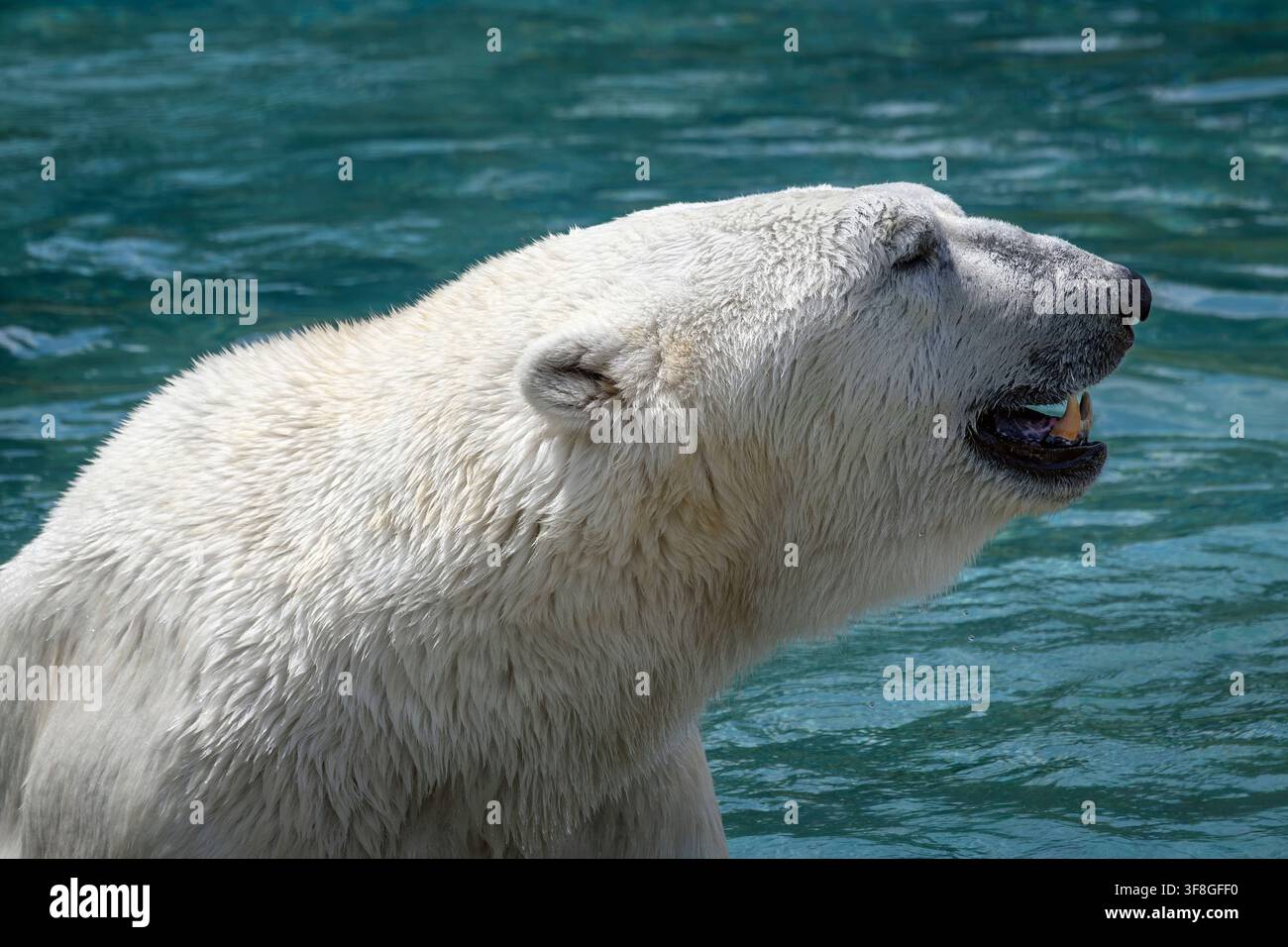 Polar bear - Ursus maritimus Stock Photo
