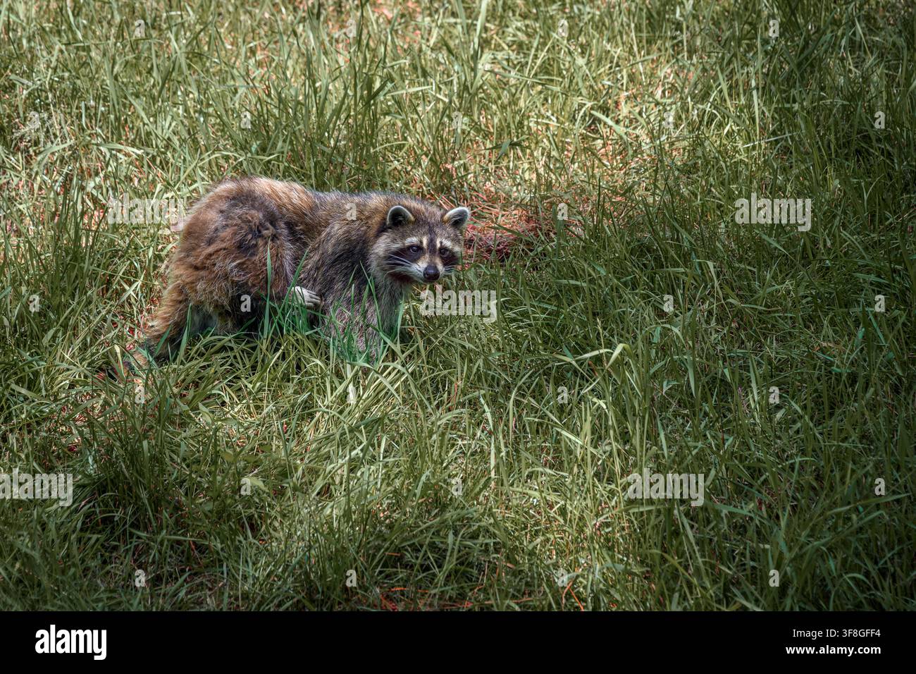 Raccoon - Procyon lotor Stock Photo