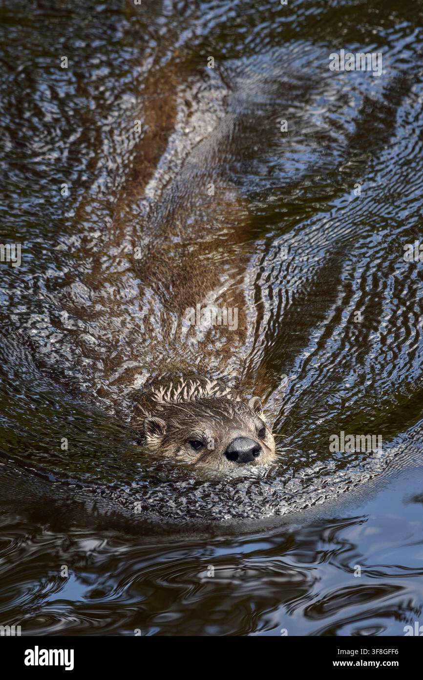 River otter - Lontra canadensis Stock Photo
