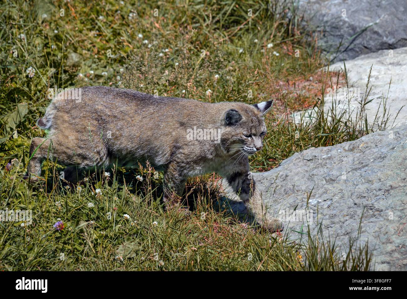 Bobcat - Lynx rufus Stock Photo