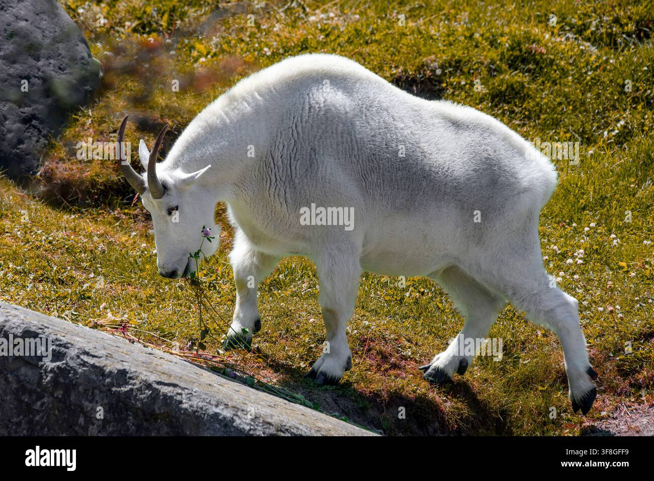 Rocky mountain goat - Oreamnos americanus Stock Photo