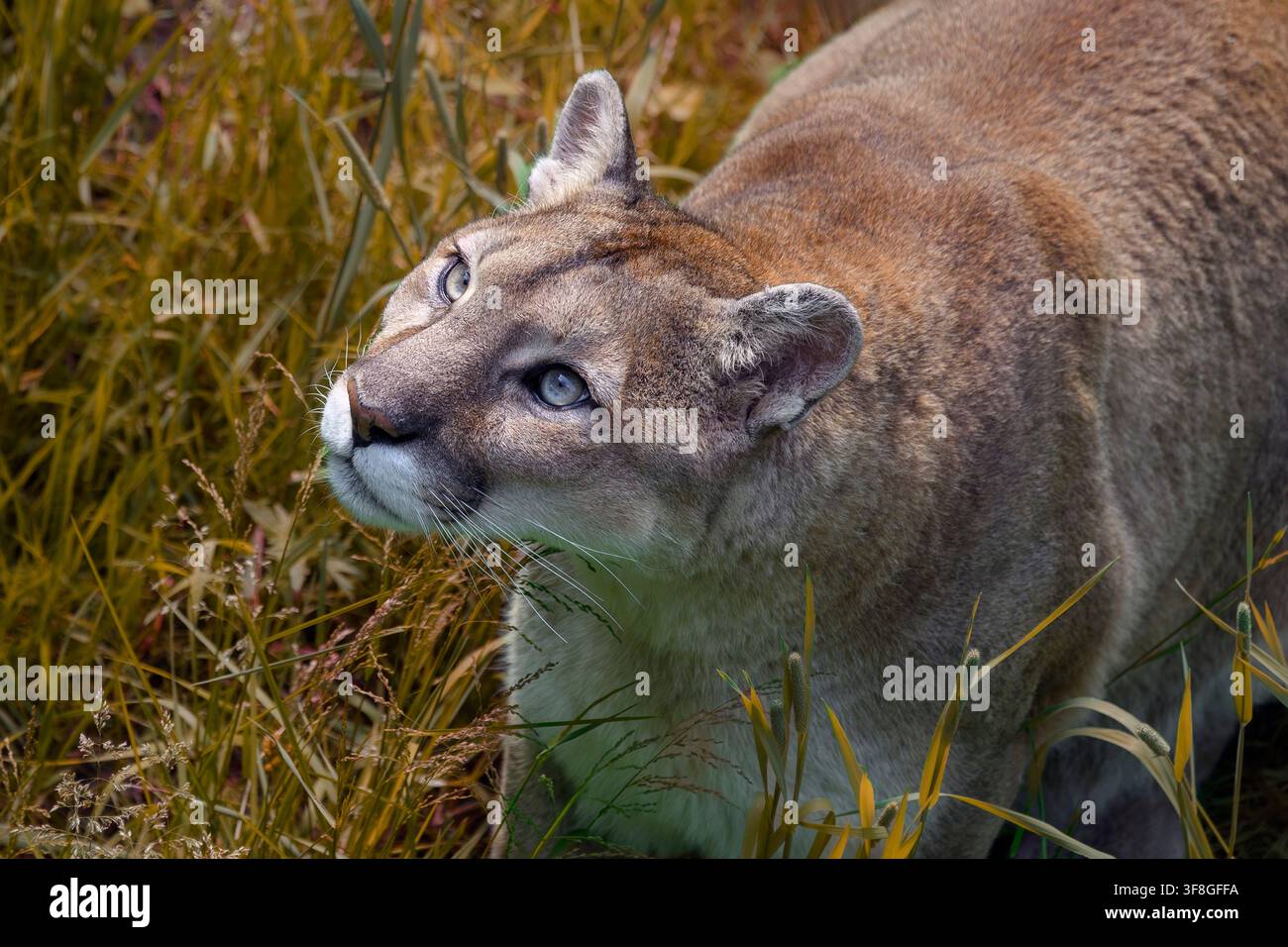 Cougar - Puma concolor Stock Photo