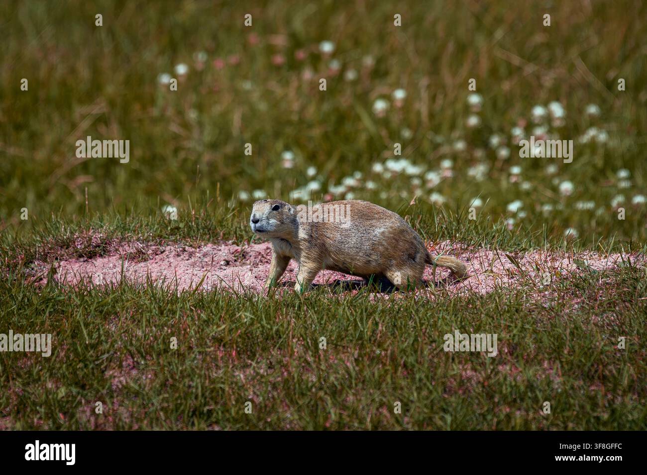 Black-tailed prairie dog - Cynomys ludovicianus Stock Photo
