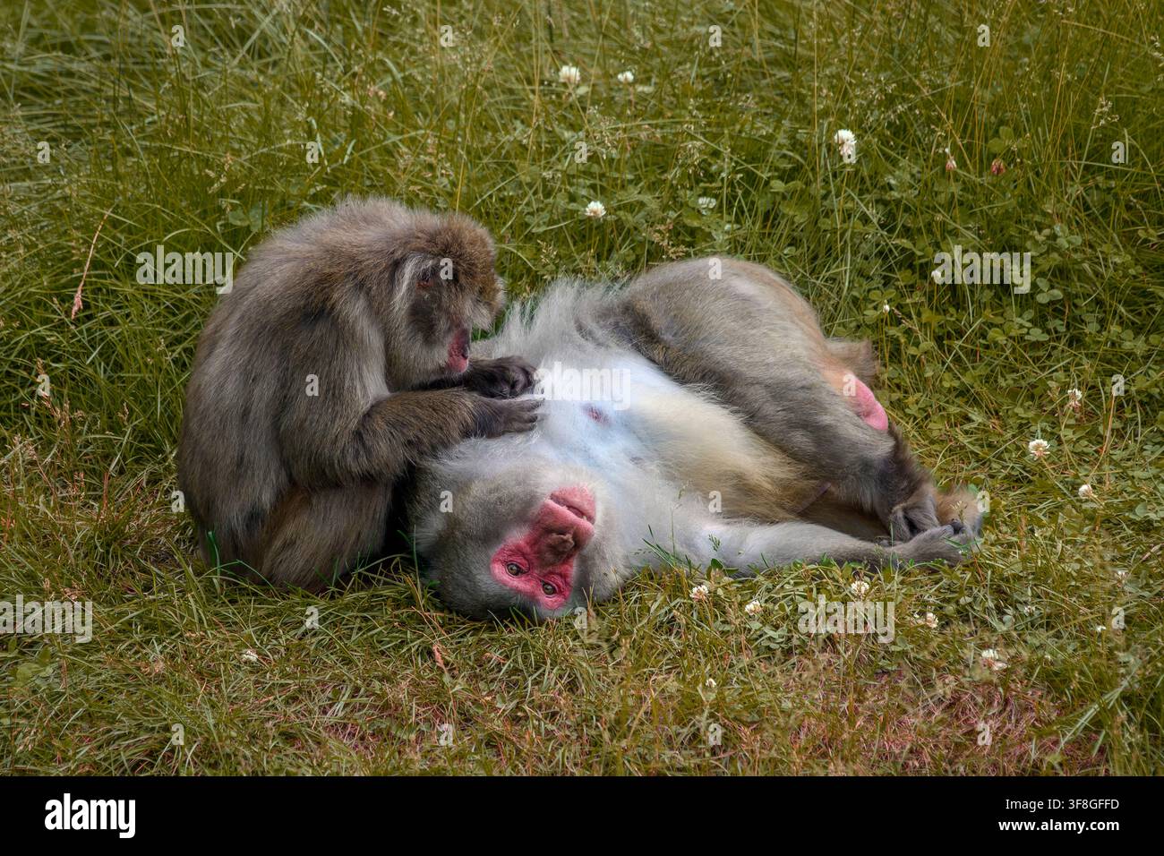 Japanese macaque - Macaca fuscata Stock Photo